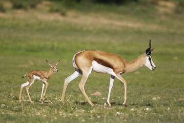 Springboks (Antidorcas marsupialis), ewe with newborn lamb, during the rainy season in green surroundings, Kalahari Desert, Kgalagadi Transfrontier Park, South Africa, Africa