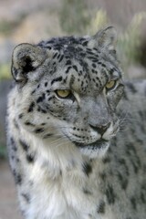 Snow leopard (Panthera uncia), animal portrait, captive, reception station of the German Nature Conservation Association, near Ananjevo, Kyrgyzstan, Asia