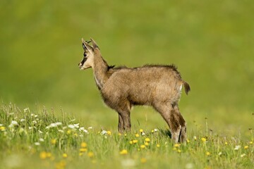 Alpine chamois (Rupicapra rupicapra) standing in mountain meadow, Vosges, France, Europe