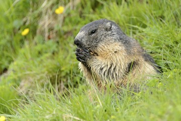 Alpine marmot (Marmota Marmota) in meadow, High Tauern National Park, Austria, Europe