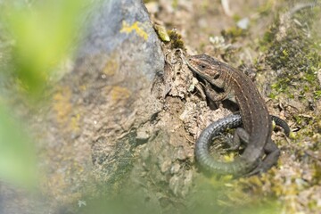 Viviparous lizard (Lacerta vivipara) on stone, Hesse, Germany, Europe