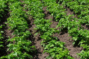 potato field growing season, freshly watered, wet soil and aerial view, drone shot