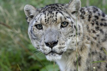 Snow leopard (Panthera uncia), animal portrait, captive, reception station of the German Nature Conservation Association, near Ananjevo, Kyrgyzstan, Asia