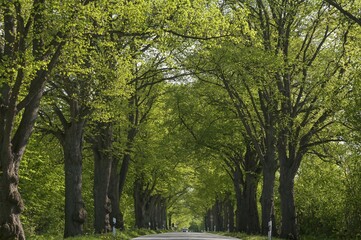 Fototapeta premium Largeleaf linden (Tilia platyphyllos) avenue, road near Ratzeburg, Schleswig-Holstein Germany