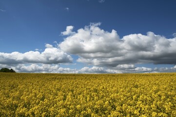 Rapeseed (Brassica napus) field, flowering, clear sky, Mecklenburg-Western Pomerania, Germany,...