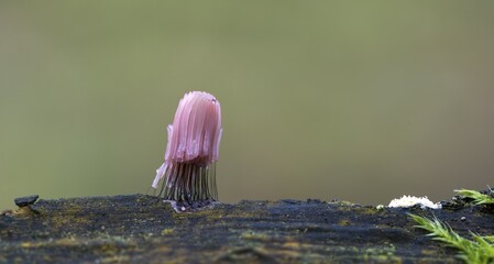 Slime mold (Stemonitis axifera), fruiting body on dead wood, inedible, Mönchbruch Nature Reserve,...