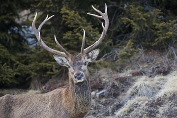 Red deer (Cervus elaphus), male, animal portrait, Stubai Valley, Tyrol, Austria, Europe