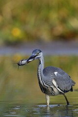 Grey heron (Ardea cinerea) with a black minke catfish, Black bullhead (Ameiurus melas,) as prey in its beak, Middle Elbe Biosphere Reserve, Saxony-Anhalt, Germany, Europe