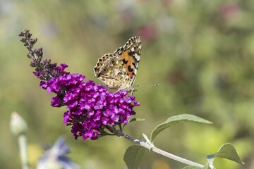 Painted lady (Vanessa cardui) to Buddleja davidii (Buddleja davidii), Hesse, Germany, Europe