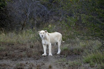 Obraz premium White Lion (Panthera leo), female animal, Tsau! nature reserve of the Global White Lion Protection Trust, GWLPT, near Hoedspruit, South Africa, Africa