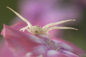Goldenrod crab spider (Misumena vatia) on pink flower, Phlox (Phlox paniculata), Hesse, Germany, Europe