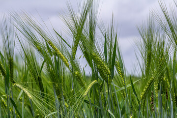 Green barley fields sway in the breeze under a cloudy sky during late spring in the countryside