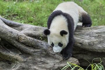 Obraz premium Giant Panda (Ailuropoda melanoleuca), China Conservation and Research Centre for the Giant Panda, Chengdu, Sichuan, China, Asia