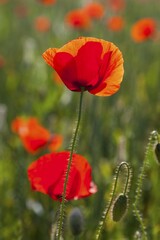 Obraz premium Red Poppy flowers (Papaver), Saxony, Germany, Europe