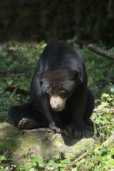 Sun Bear (Helarctos malayanus), captive, Singapore, Asia