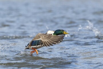 Obraz premium Mallard (Anas platyrhynchos), start from the water surface, Hesse, Germany, Europe