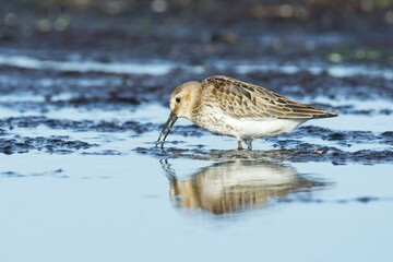 Dunlin (Calidris alpina), reflection, Darß, Mecklenburg-Western Pomerania, Germany, Europe