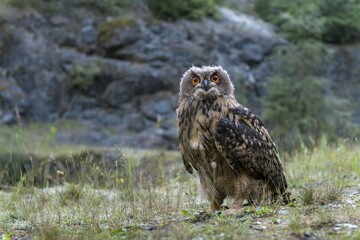 Eurasian eagle-owl (Bubo bubo), captive, sitting on ground, Vulkaneifel, Germany, Europe