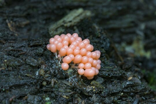 Arcyria ferruginea (Arcyria ferruginea) on rotting deadwood, M&ouml;nchbruch Nature Reserve, Ruesselsheim, Hesse, Germany, Europe