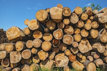 Stacked logs, Bavaria, Germany, Europe