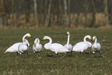 Whooper swans (Cygnus cygnus) on a field, winter visitors, Emsland, Lower Saxony, Germany, Europe