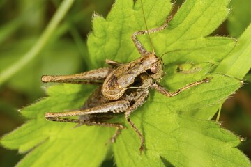 Dark Bush-Cricket (Pholidoptera griseoaptera), on a leaf, South Wales, United Kingdom, Europe