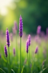 Obraz premium Tall purple stalks sway gently in the summer breeze, grass, stalks