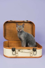 Lykoi, Werewolf Cat (Felis Silvestris Catus), kitten sits in suicase, age 6 months