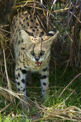 Serval (Leptailurus serval) hissing, 2 years, Africa, captive