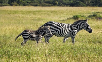 Zebras (Equus quagga), young with mother walking in grass, Masai Mara, Kenya, Africa