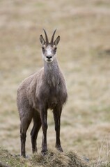 Chamois (Rupicapra rupicapra), Stubai Valley, Tyrol, Austria, Europe