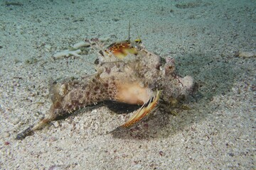Red Sea Walkman (Inimicus filamentosus), Dive Site House Reef, Mangrove Bay, El Quesir, Red Sea, Egypt, Africa