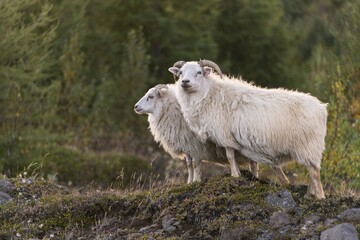 Two sheepe (Ovis), volcanic area of Krafla, Myvatn, Iceland, Europe