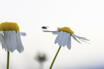 Launch pad on a camomile, Unterallgäu, Bavaria