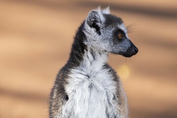 Ring-tailed lemur (Lemur catta), animal portrait, Berenty Nature Reserve, Region Androy, Madagascar, Africa