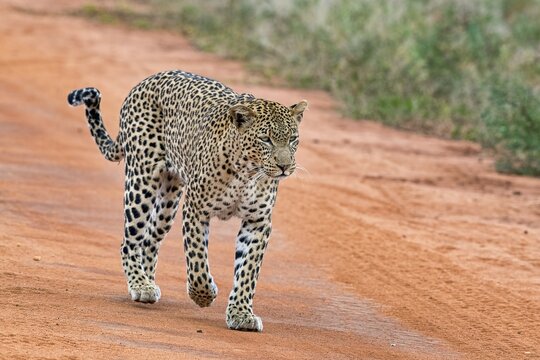 Leopard (Panthera pardus) runs on sand track, Tsavo West National Park, Kenya, Africa