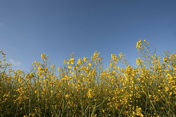 Blooming rapeseed (Brassica napus) against a clear blue sky, Mecklenburg-Western Pomerania, Germany, Europe