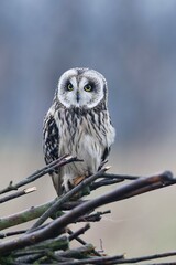 Short-eared owl (Asio flammeus), East Frisia, Lower Saxony, Germany, Europe