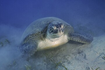 Fototapeta premium Green turtle (Chelonia mydas) lying on sea grass, sand, Marsa Shona reef dive site, Egypt, Red Sea, Africa