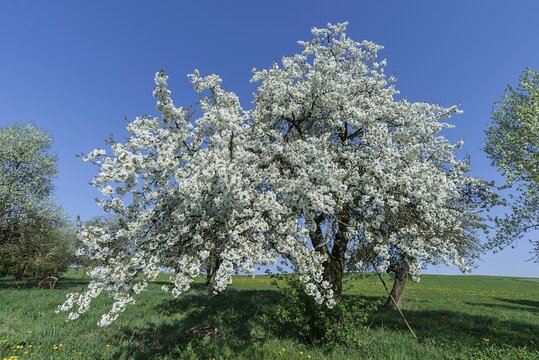 Blossoming cherry tree (Prunus avium) in a meadow, blue sky, Middle Franconia, Bavaria, Germany, Europe