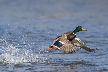 Mallard (Anas platyrhynchos), start from the water surface, Hesse, Germany, Europe