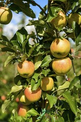 Apples hanging on apple trees, apple plantation, Trentino, South Tyrol, Italy, Europe