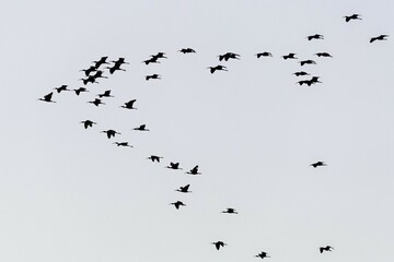 Glossy ibis (Plegadis falcinellus), adult flock of birds in flight, National Park Coto de Doñana, Andalusia, Spain, Europe
