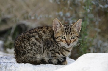 Young cat, mackerel, sits in the snow, Crete, Greece, Europe