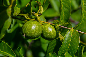 walnut tree, growing walnut in shell on branch, summer trees, green leaves, walnuts in peel