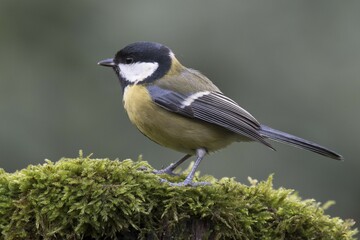 Great tit (Parus major), sitting on a tree stump, Emsland, Lower Saxony, Germany, Europe