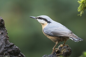 Obraz premium Eurasian Nuthatch (Sitta europaea), Emsland, Lower Saxony, Germany, Europe