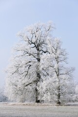 Winter in the Elbaue, Oaks covered with hoar frost, Middle Elbe Biosphere Reserve, Saxony-Anhalt, Germany, Europe