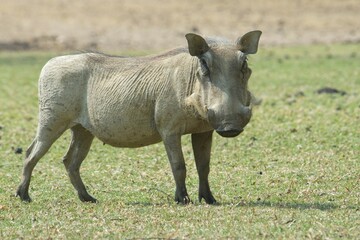 Warthog (Phacochoerus africanus), Okapuka Ranch, Windhoek district, Namibia, Africa