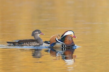 Mandarin Ducks (Aix galericulata), pair in courtship display, Hesse, Germany, Europe
